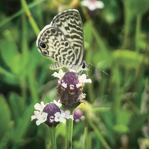 Garden Club of Cape Coral | The living wall